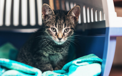 image for Cats in the Car – Trips to the Veterinarian